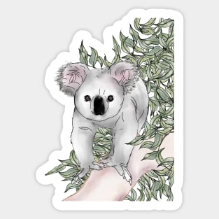 Curious Koala Sticker